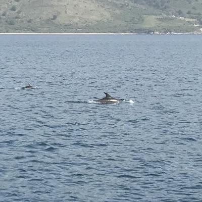 Corfou dauphins